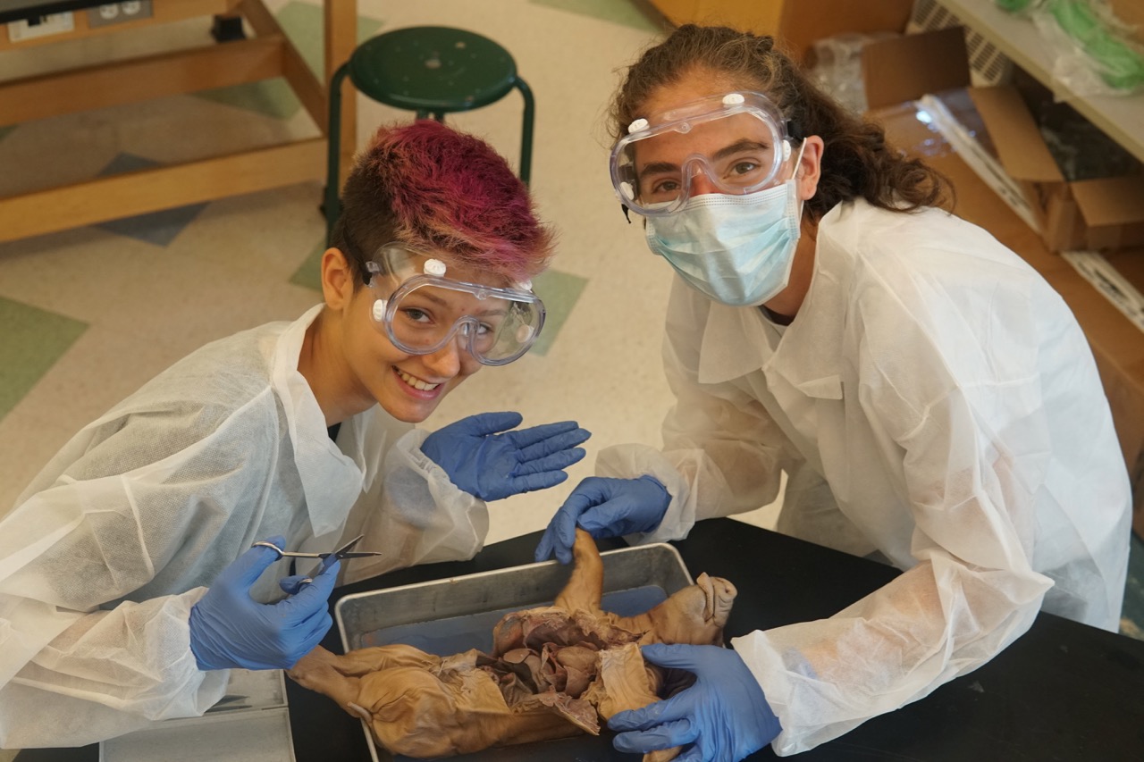 Veterinary Science Comparative Anatomy Dissection 1197