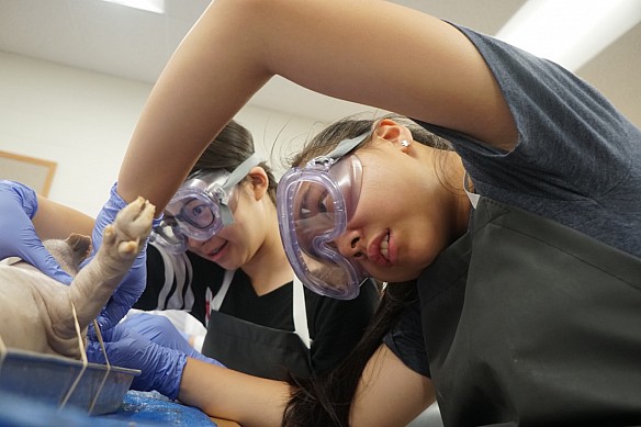 Anatomy and Physiology